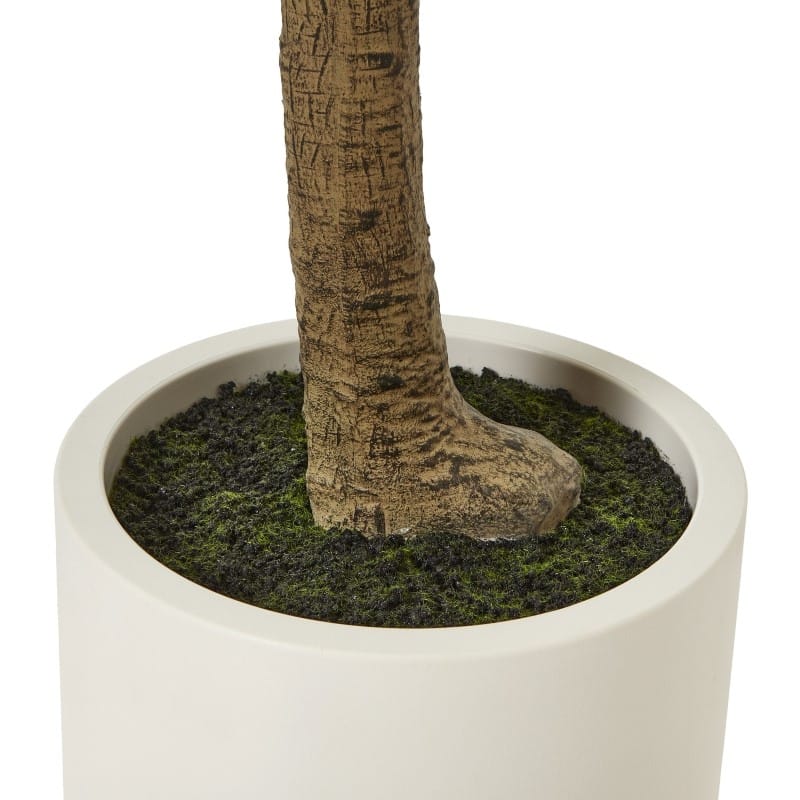 Tree Pot Apulia Olive Tree In White Pot 240Cm