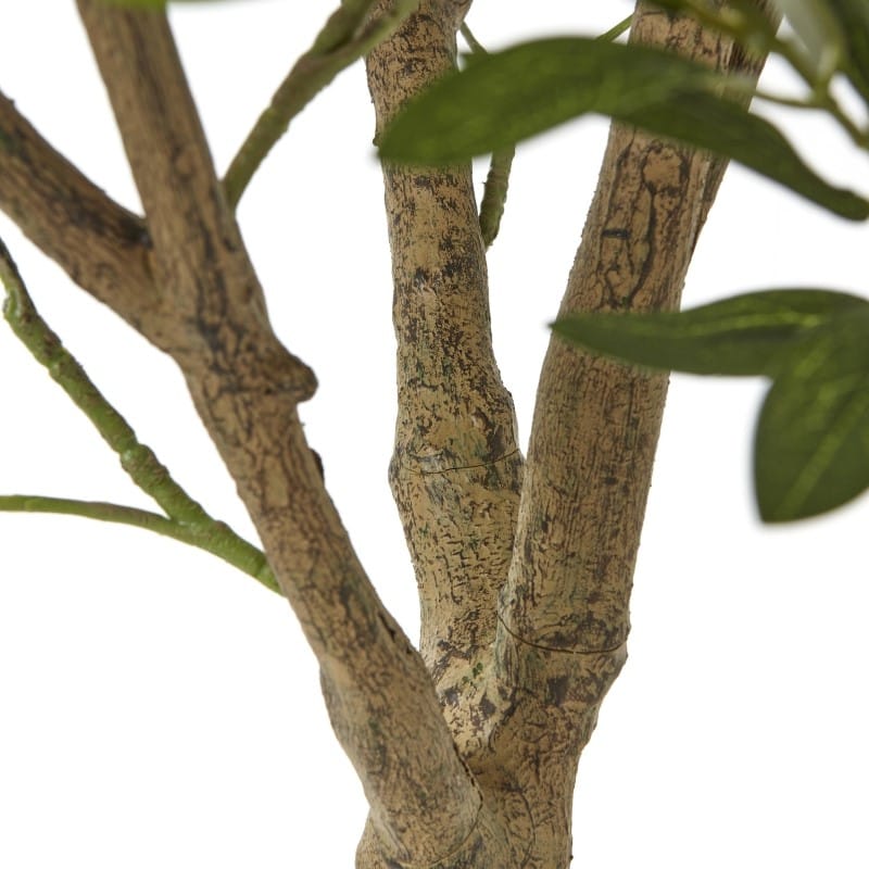 Tree Pot Apulia Olive Tree In White Pot 240Cm