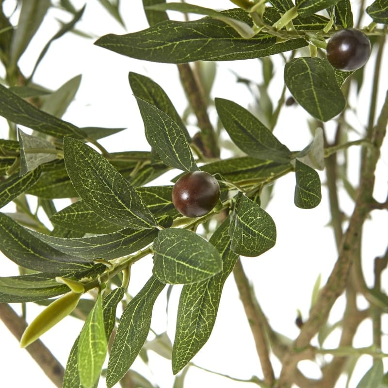 Tree Pot Apulia Olive Tree In White Pot 240Cm