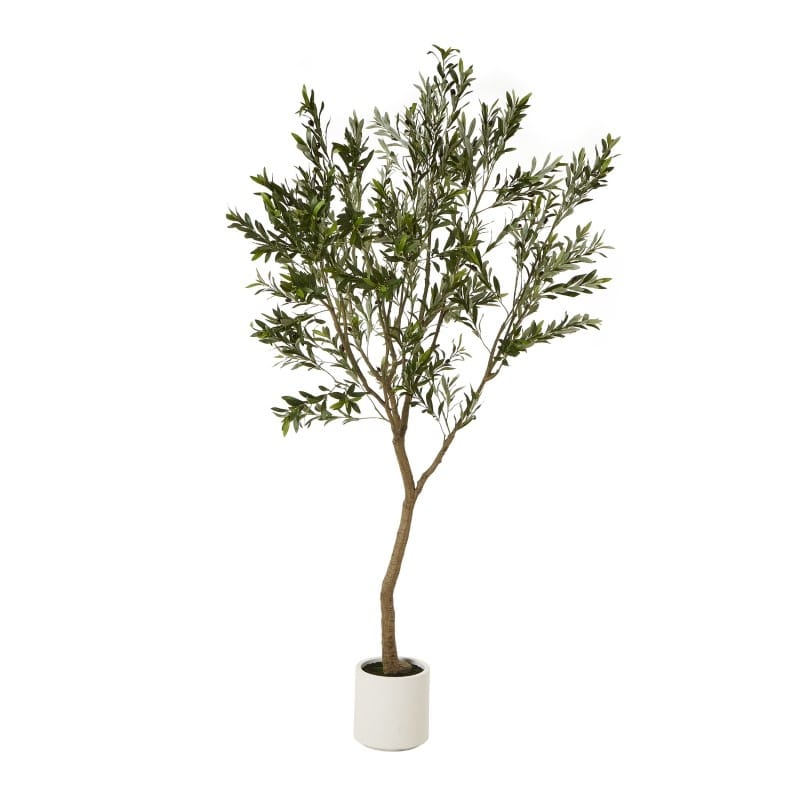 Tree Pot Apulia Olive Tree In White Pot 240Cm