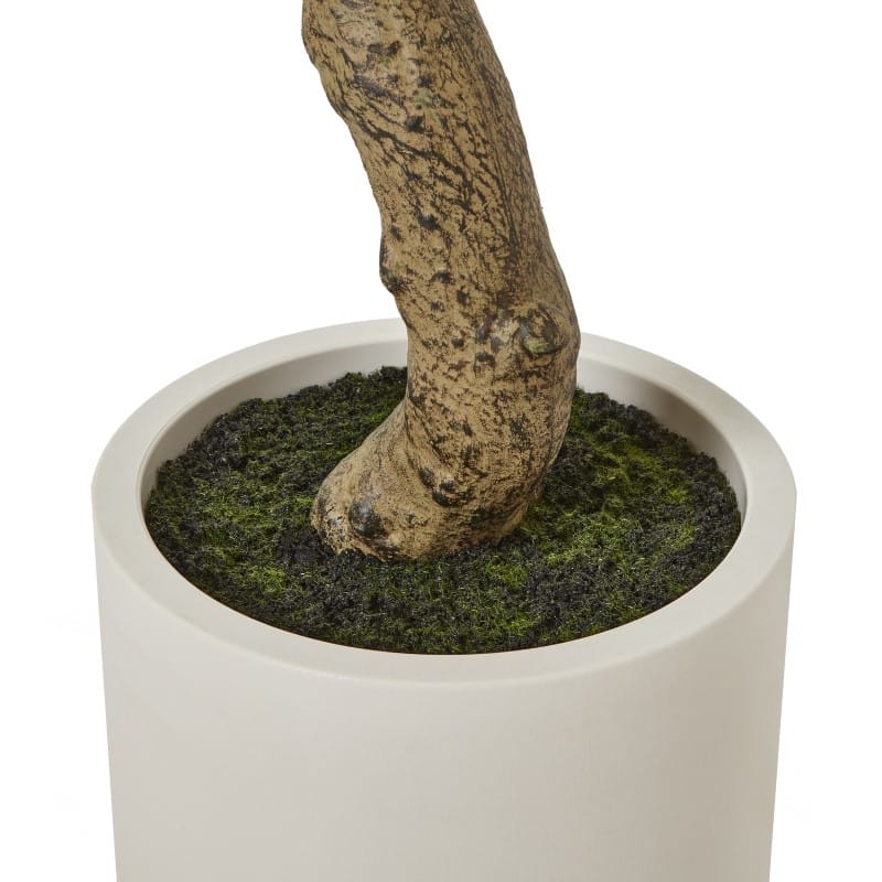 White Pot Apulia Olive Tree In White Pot 200Cm
