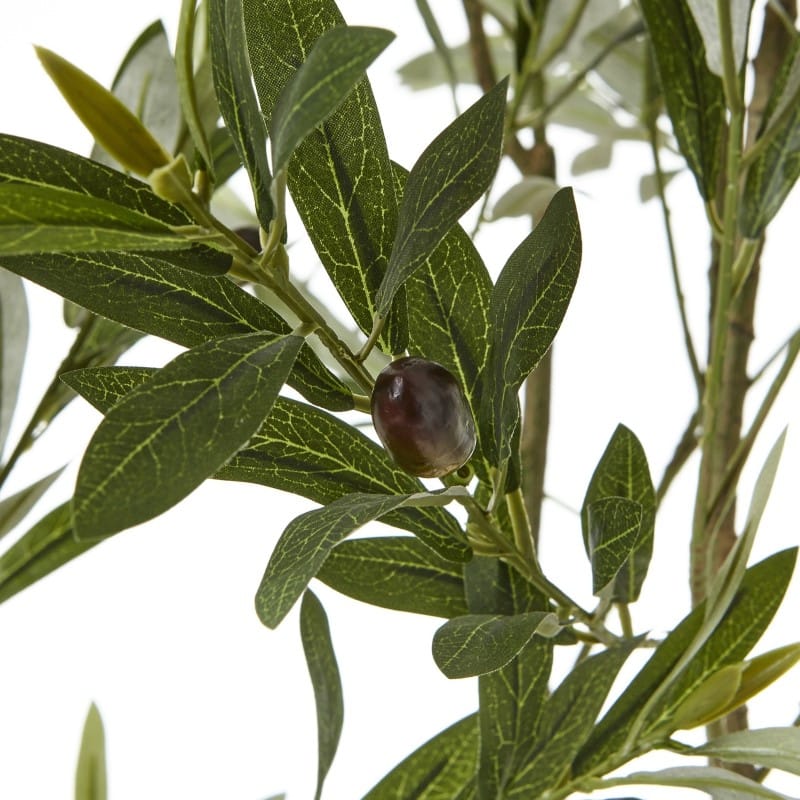 White Pot Apulia Olive Tree In White Pot 200Cm