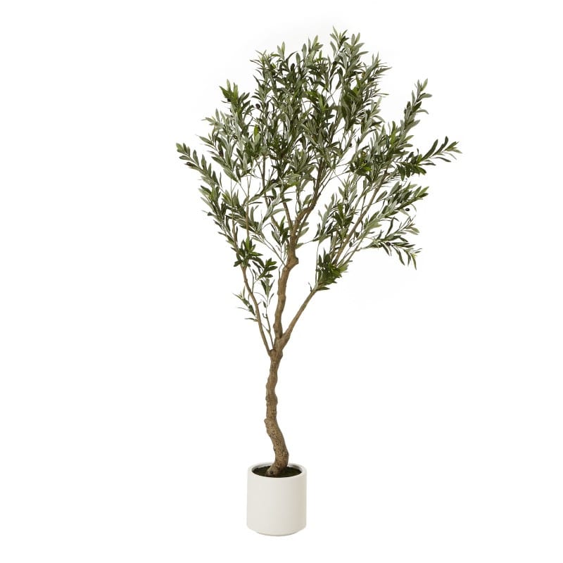 White Pot Apulia Olive Tree In White Pot 200Cm